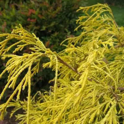 Кипарисовик ВАВЕЛ горохоплодный в Гродно