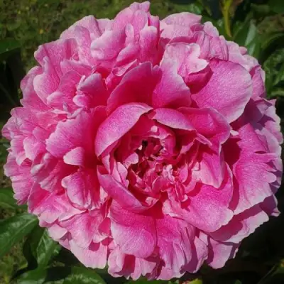 Пион ЗЕ ФОН травянистый в Гродно