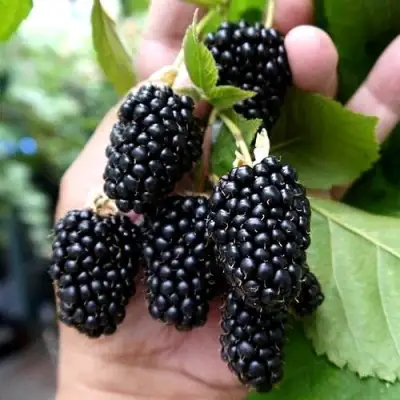 Ежевика ПРАЙМ АРК 45 ремонтантная   в Гродно