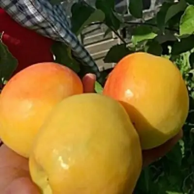 Яблоня АНТОНОВКА ЗОЛОТАЯ в Гродно