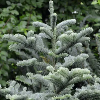 Пихта благородная в Гродно