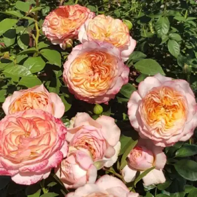 Роза СУРИР ДЕ ХАВР чайно-гибридная в Гродно