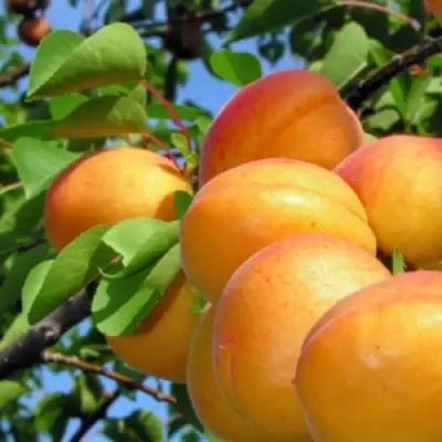 Абрикос ЭДЕЛЬВЕЙС в Гродно