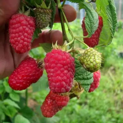 Малина ЛЯЧКА (ЛАШКА, ЛЯШКА) в Гродно