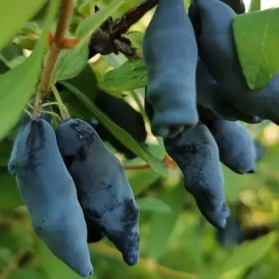 Жимолость съедобная СИЛЬГИНКА в Гродно