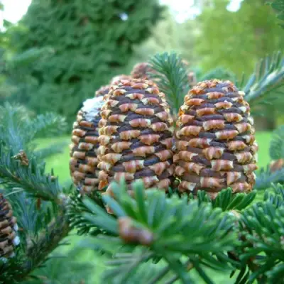 Пихта ФРАЗЕРА в Гродно