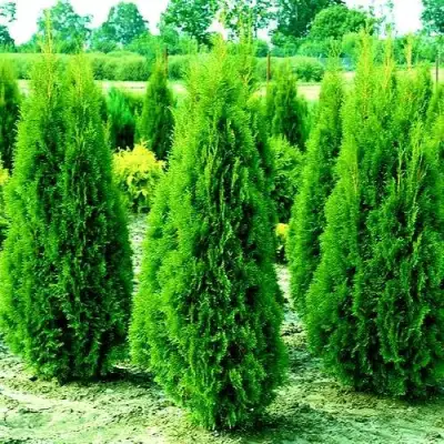 Туя ВИДМАНТ западная в Гродно