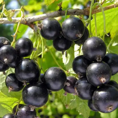 Смородина черная ГАМАЮН в Гродно