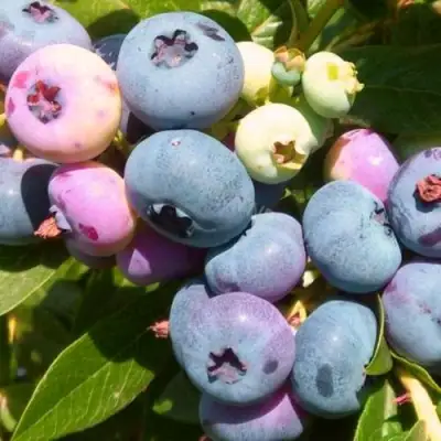 Голубика ЭЛИЗАБЕТ в Гродно