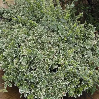 Бересклет ЭМЕРАЛЬД ГАИТИ форчуна  в Гродно