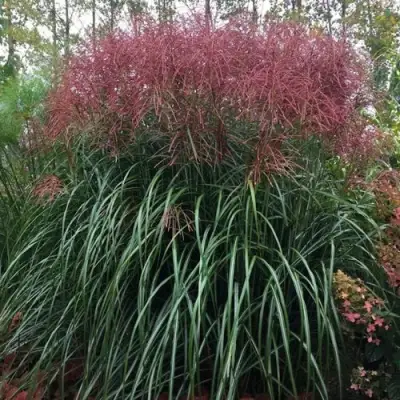 Мискантус МАЛЕПАРТУС китайский  в Гродно