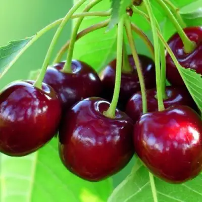 Вишня ВЯНОК в Гродно