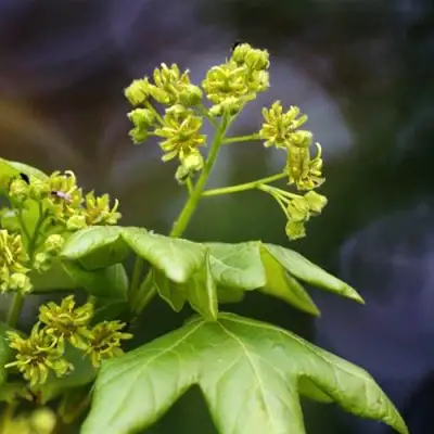Клен полевой в Гродно