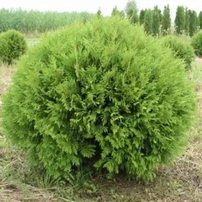 Туя ГЛОБОЗА западная в Гродно
