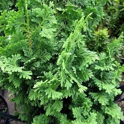 Туя ЗМАТЛИК западная в Гродно