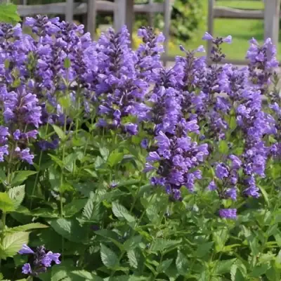 Котовник БЛЮ ДРИМС полусидячий в Гродно