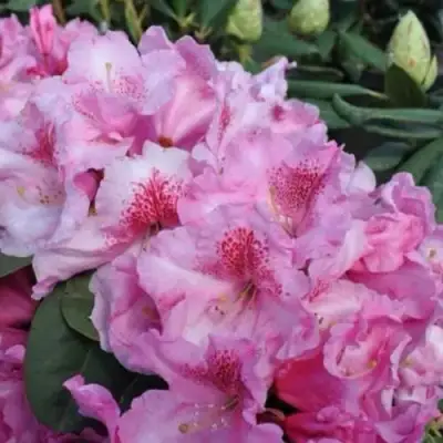 Рододендрон КЛАУДИУС в Гродно