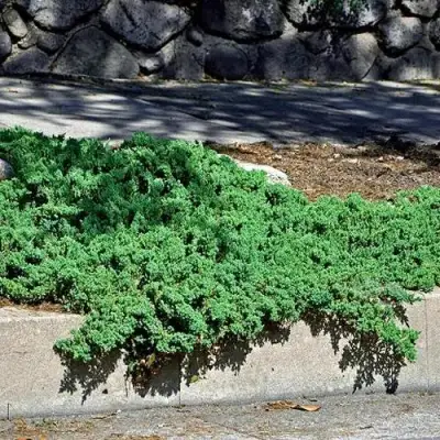 Можжевельник НАНА лежачий в Гродно