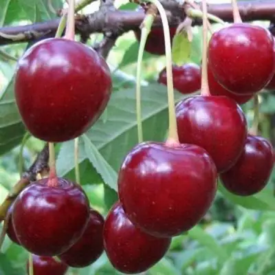 Вишня ТУРГЕНЕВКА в Гродно