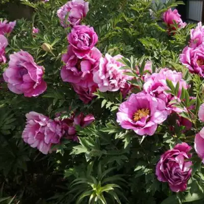 Пион ВРАТА ХРАМА древовидный  в Гродно