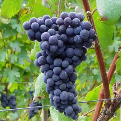 Виноград МУКУЗАНИ в Гродно