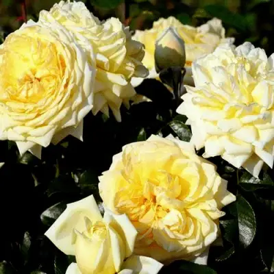 Роза НАДЯ МЕЙДИЛАНД почвопокровная в Гродно