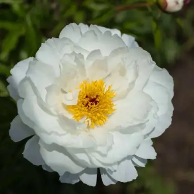 Пион МИСС АМЕРИКА травянистый в Гродно