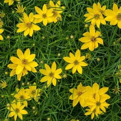 Кореопсис мутовчатый в Гродно