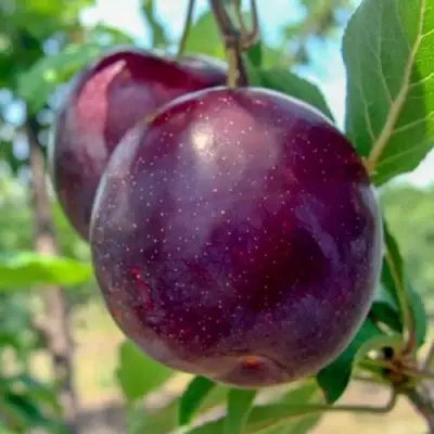 Слива АНЖЕЛИНО в Гродно