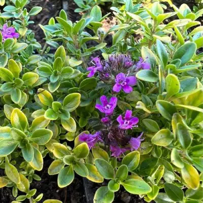 Тимьян АРЧЕРЗ ГОЛД в Гродно