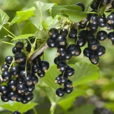 Смородина черная БЕН КОНАН в Гродно