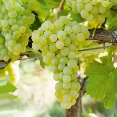 Виноград КИШМИШ МУСКАТНЫЙ в Гродно