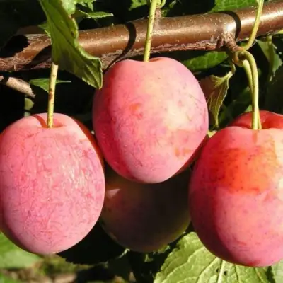 Слива ВИКТОРИЯ в Гродно