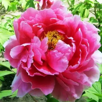 Пион ВОСХОД СОЛНЦА древовидный в Гродно