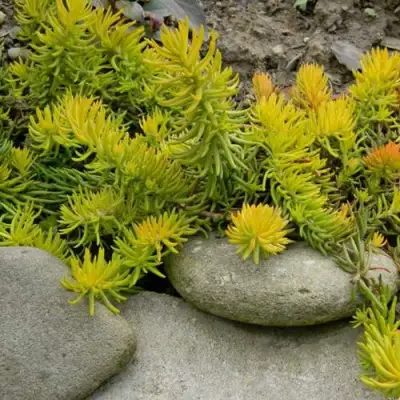 Очиток (седум) АНГЕЛИНА оттогнутый в Гродно