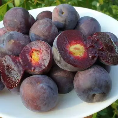 Сливово-вишневый гибрид МЕЙНОР в Гродно