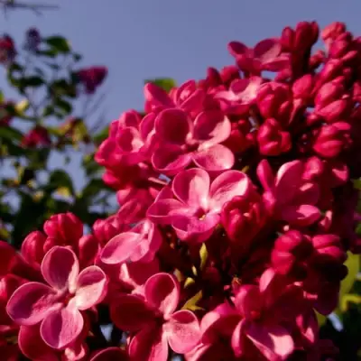 Сирень КРАСНАЯ МОСКВА в Гродно