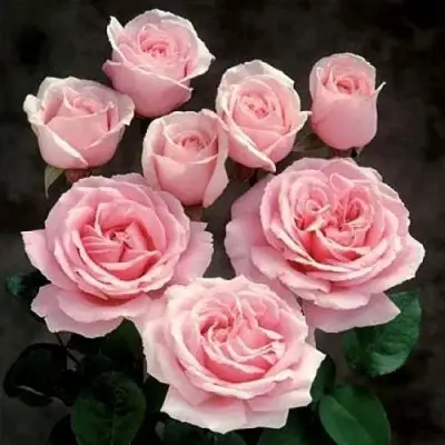 Роза ФРЕДЕРИК МИСТРАЛЬ чайно-гибридная в Гродно