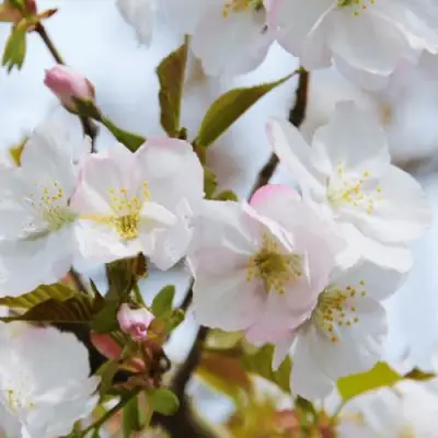 Вишня ОКАМЕ в Гродно