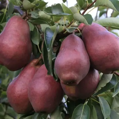 Груша РЕД ВИЛЬЯМС в Гродно