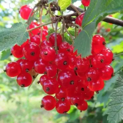 Смородина красная КРАСНАЯ АНДРЕЙЧЕНКО в Гродно