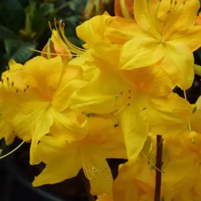 Азалия ЛИМЕТТА листопадная в Гродно