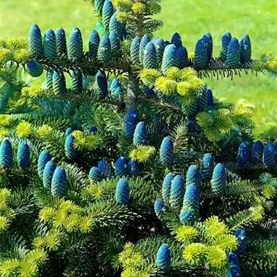 Пихта корейская  в Гродно