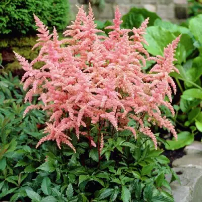 Астильба БРЕССИНГЕМ БЬЮТИ Арендса в Гродно