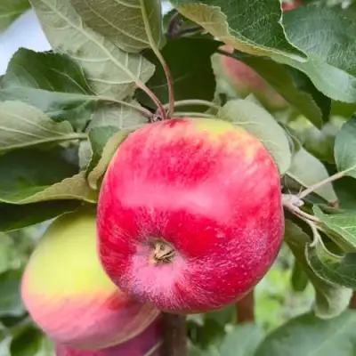 Яблоня АРБАТ колонновидная в Гродно