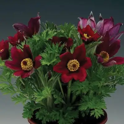 Прострел ПИНВИЛ РЕД ШЕЙДЕС в Гродно