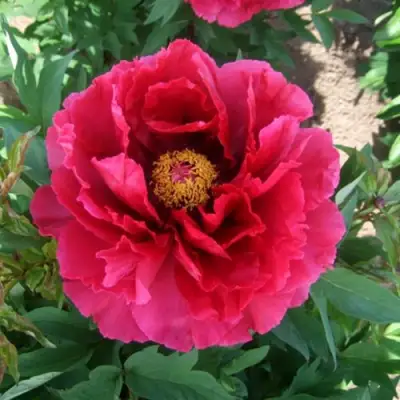 Пион КРАСНЫЙ ГИГАНТ древовидный в Гродно