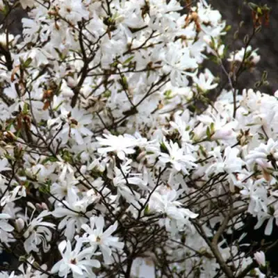 Магнолия СТЕЛЛАТА в Гродно