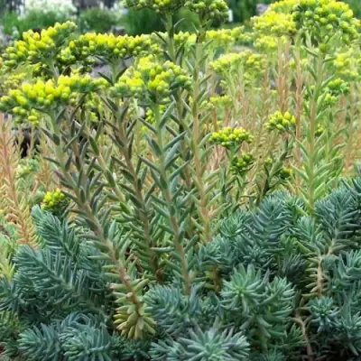 Очиток (седум) отогнутый в Гродно