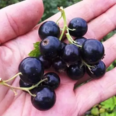 Смородина чёрная ГЕРКУЛЕС в Гродно
